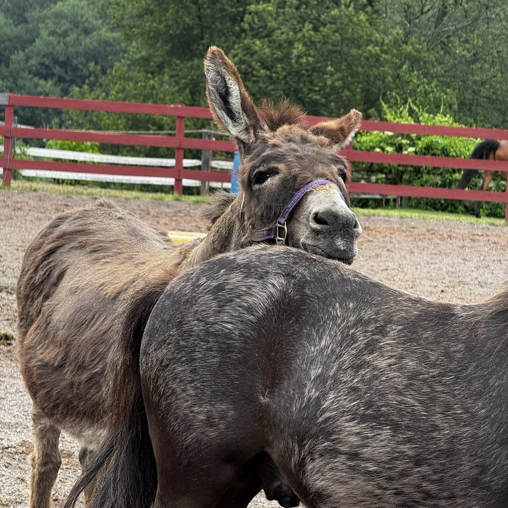 Hillside equestrian meadows - Mama donkey and baby donkey - Party & Event Planning Near Me - Wolcott, Connecticut Hillside equestrian meadows - Mama donkey and baby donkey - Party & Event Planning Near Me - Wolcott, Connecticut