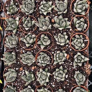 Gunter's Greenhouse - Succulents - Nurseries & Gardening Near Me - Durham, North Carolina Gunter's Greenhouse - Succulents - Nurseries & Gardening Near Me - Durham, North Carolina