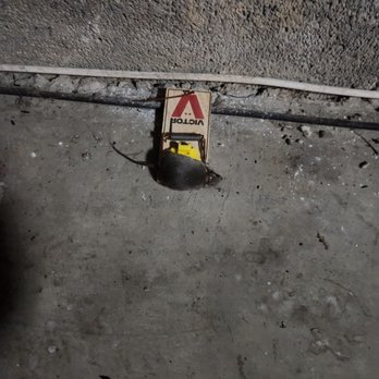 Ricks Pest Control Services - Mouse captured - Pest Control Near Me - Oxon Hill, Maryland Ricks Pest Control Services - Mouse captured - Pest Control Near Me - Oxon Hill, Maryland