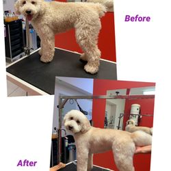 Pawfect Spa Limited - Golden Doodle makeover.