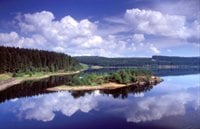 Kielder Forest by null