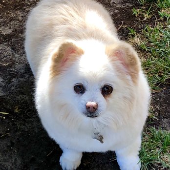 Tails A Waggin - Charlotte. - Pet Groomers Near Me - Henderson, Nevada Tails A Waggin - Charlotte. - Pet Groomers Near Me - Henderson, Nevada
