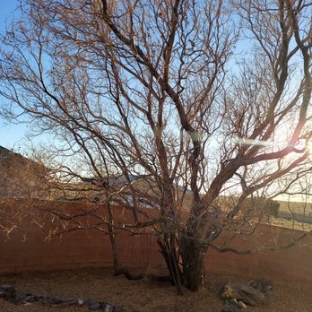 All Around Forestry - before - Tree Services Near Me - Albuquerque, New Mexico