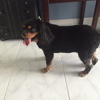 Finley's Upper Cut Mobile Grooming - Pet Groomers Near Me