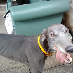 Daybreaks Trust - Dave the dog (AKA Magical Climate) at Daybreaks Kennels
