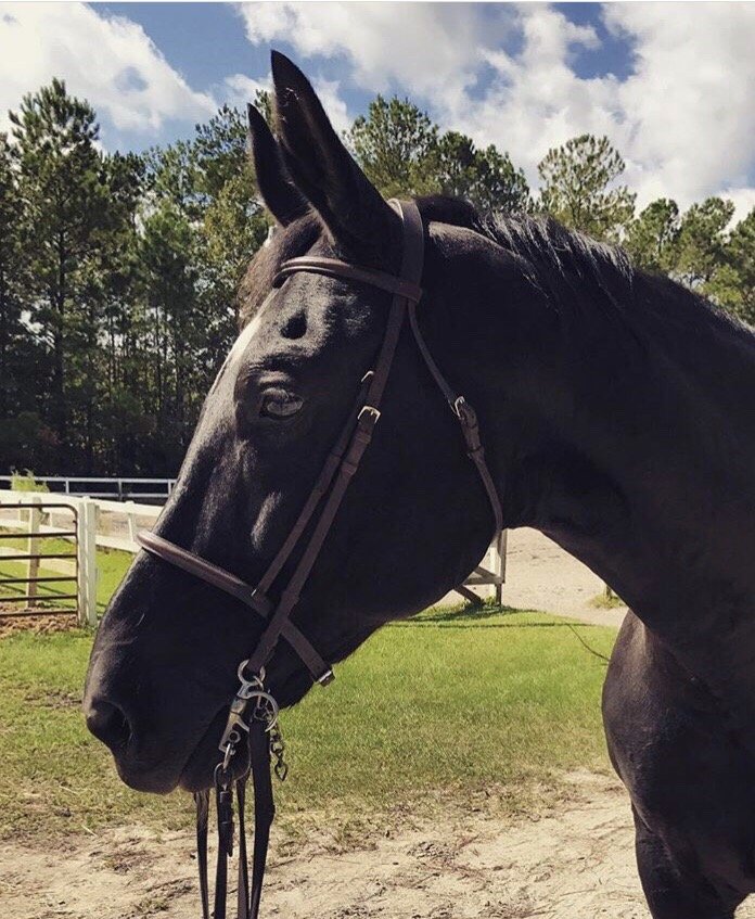 BANG TAIL STABLES Updated September 2024 337 Godfrey Creek Rd