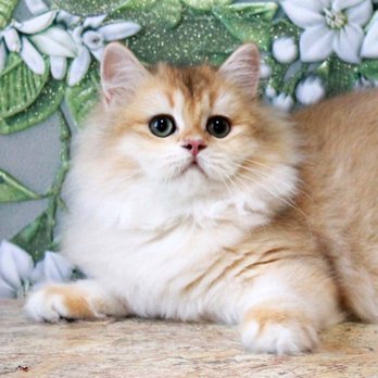 Fluffy and Adorable - Pet Breeders Near Me - Cranston, Rhode Island