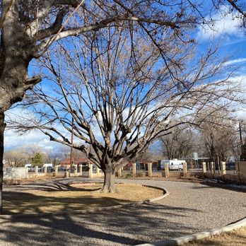 Blossom Trees - Huge mulberry tree after trim. - Tree Services Near Me