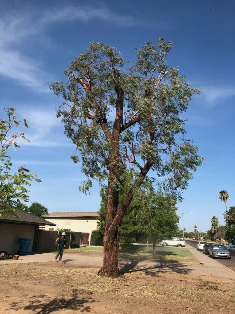 Chips Tree & Landscape - tree service in Glendale, AZ
