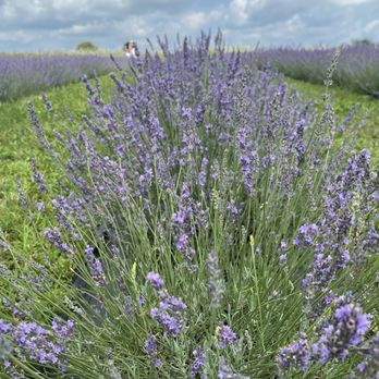 New Life Lavender & Cherry Farm - Attraction Farms Near Me - Baraboo, Wisconsin New Life Lavender & Cherry Farm - Attraction Farms Near Me - Baraboo, Wisconsin