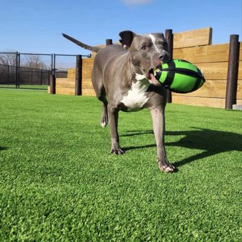 Clear Creek Dog Resort - Pet Boarding Near Me - Tiffin, Iowa Clear Creek Dog Resort - Pet Boarding Near Me - Tiffin, Iowa
