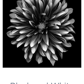 Alphagraphics - Black & White Printing - Printing Services Near Me - San Marcos, California