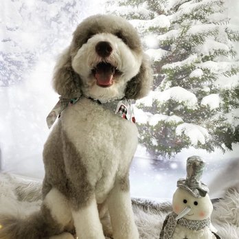 Animal Loving Care - Pet Sitting Near Me - Brooklyn, New York Animal Loving Care - Pet Sitting Near Me - Brooklyn, New York