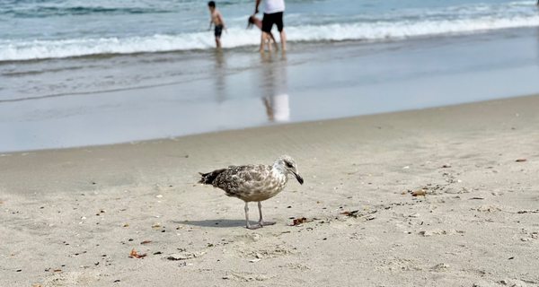 Belmar Beach by null