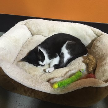 Orlando Cat Cafe - Animal Shelters Near Me - Clermont, Florida Orlando Cat Cafe - Animal Shelters Near Me - Clermont, Florida