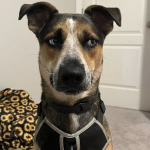 MILLBROOK EXCHANGE DOG PARK - Updated April 2025 - 43 Photos & 32 ...