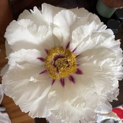 Lan Flower Farm - Itoh I bought at your flower farm about 10 years ago or more this is the first year it bloomed. It is stunning. Unbelievably big. Beautiful.