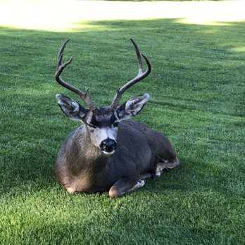 Pacific Grove Golf Links - Hole 7 green is protected by this alpha male - Golf Near Me - Pacific Grove, California Pacific Grove Golf Links - Hole 7 green is protected by this alpha male - Golf Near Me - Pacific Grove, California