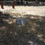 Photo of Yosemite Cemetery