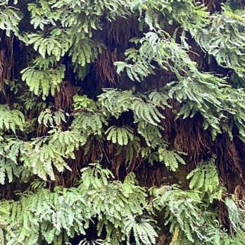 Fern Canyon Trailhead - Parks Near Me
