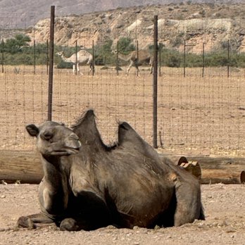 Camel Safari - Camel - Zoos Near Me - Bunkerville, Nevada