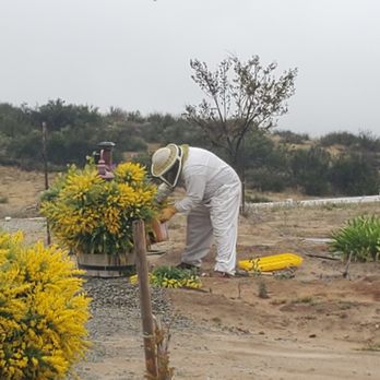 Bee Guy Travis - Pest Control Near Me - Menifee, California