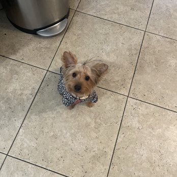 Doggie Do - Pet Groomers Near Me - Las Vegas, Nevada Doggie Do - Pet Groomers Near Me - Las Vegas, Nevada