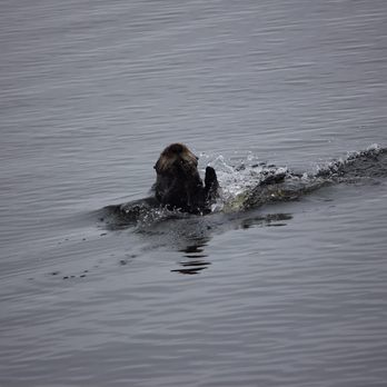 Alaskan Song Charters - Sea otter - Boat Charters Near Me Alaskan Song Charters - Sea otter - Boat Charters Near Me