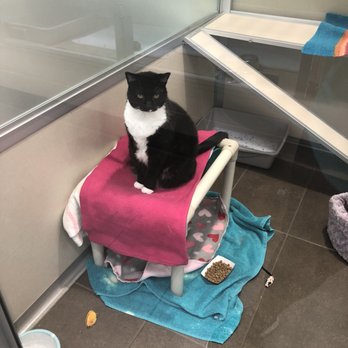 Seattle Humane - Animal Shelters Near Me - Bellevue, Washington Seattle Humane - Animal Shelters Near Me - Bellevue, Washington