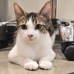 Tomlinson's Feed - Meet Dylan - A Gentle Soul with a Sweet Heart - available for adoption at the store