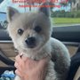 Photo of Sherry's Pet Grooming