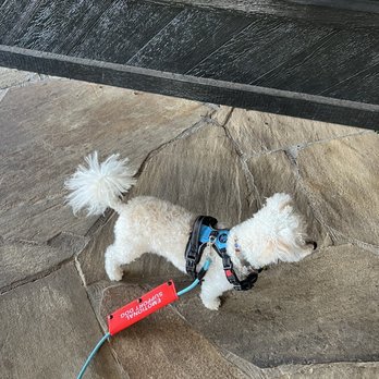 Hemmingway's Possum Kingdom - My ESA dog - New American Near Me - Graford, Texas Hemmingway's Possum Kingdom - My ESA dog - New American Near Me - Graford, Texas