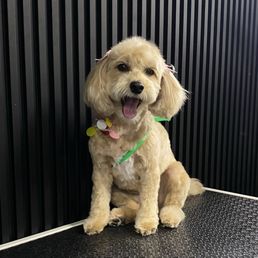 Happy pup-so fresh and so clean-clean!