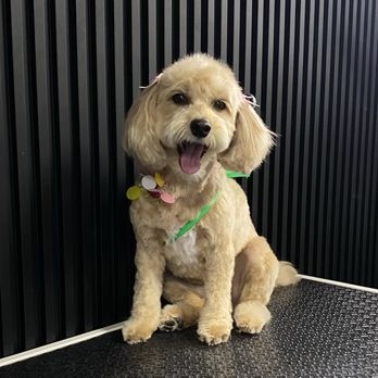 Furbaby Fancy Grooming - Happy pup-so fresh and so clean-clean! - Pet Groomers Near Me - San Jose, California