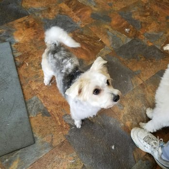 Hot Doggity Grooming - So much love from Eileen, even treats!! - Pet Groomers Near Me - San Diego, California Hot Doggity Grooming - So much love from Eileen, even treats!! - Pet Groomers Near Me - San Diego, California