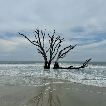 Botany Bay Plantation - Driftwood Beach - Parks Near Me - Edisto Island, South Carolina