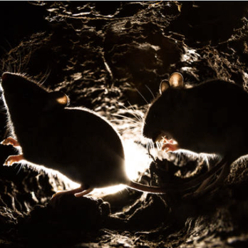 Sound Pest Solutions - Pest Control Near Me - Steilacoom, Washington Sound Pest Solutions - Pest Control Near Me - Steilacoom, Washington