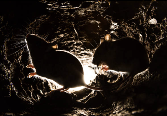 Rodent Pest Control - Sound Pest Solutions is locally owned and operated with 45 years of experience. We value honesty and integrity and treat your home as if it were our own. We have two generations of experience to give you confidence that we are your number one choice for your next home project.
You will find us to be competitively priced with close attention to the details of each and every project that we are involved with. We look forward to building lasting relationships.
We Proudly Offer Pest Control for Residential and Commercial Projects:
Birds and Bats
Bugs and Insects
Rodents
Termites Rodent Pest Control - Sound Pest Solutions is locally owned and operated with 45 years of experience. We value honesty and integrity and treat your home as if it were our own. We have two generations of experience to give you confidence that we are your number one choice for your next home project.
You will find us to be competitively priced with close attention to the details of each and every project that we are involved with. We look forward to building lasting relationships.
We Proudly Offer Pest Control for Residential and Commercial Projects:
Birds and Bats
Bugs and Insects
Rodents
Termites