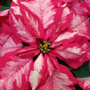 Lauritzen Gardens - Venues & Event Spaces Near Me - Omaha, Nebraska