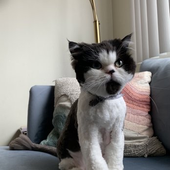 A Pet Affaire - He's ready for the runway! - Pet Groomers Near Me - Oxnard, California A Pet Affaire - He's ready for the runway! - Pet Groomers Near Me - Oxnard, California