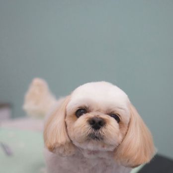 trim. Dog Grooming + Spa - Pet Groomers Near Me - Redondo Beach, California trim. Dog Grooming + Spa - Pet Groomers Near Me - Redondo Beach, California