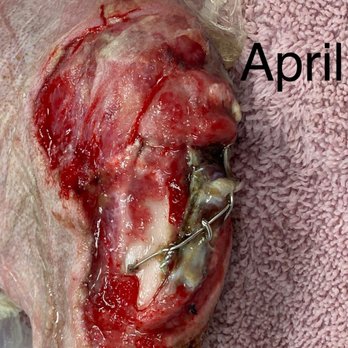 Texas Specialty Veterinary Services - This is the wound a few days after surgery. - Veterinarians Near Me