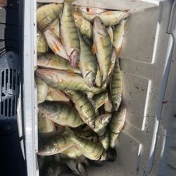 Lake Fish Company