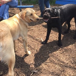 Talley Day Bark Park - Pups having fun