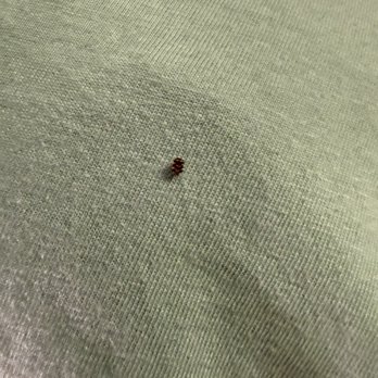 Kings Inn - BED BUG, it was moving. - Hotels Near Me - Lenoir City, Tennessee Kings Inn - BED BUG, it was moving. - Hotels Near Me - Lenoir City, Tennessee