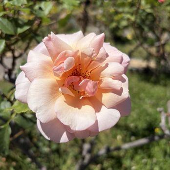 Morcom Municipal Rose Garden - Parks Near Me - Oakland, California Morcom Municipal Rose Garden - Parks Near Me - Oakland, California