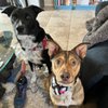 Earthwise Pet Supply - Formerly See Spot Shop gift card