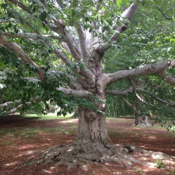Arnold Arboretum - Beech tree! - Parks Near Me - Boston, Massachusetts