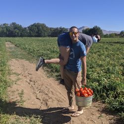 Rettig Farms - Picking the best tomatoes with help!