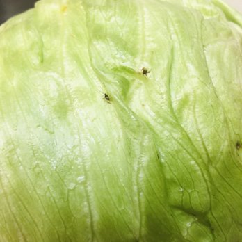 El Super - a lettuce being washed in a sink - Grocery Near Me - Rialto, California El Super - a lettuce being washed in a sink - Grocery Near Me - Rialto, California
